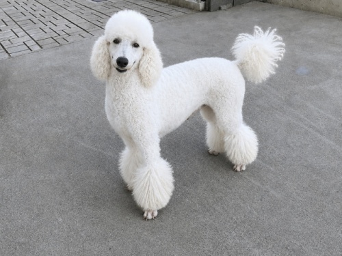 スタンダードプードルの子犬(ID:1256211156)の5枚目の写真/更新日:2026-10-10