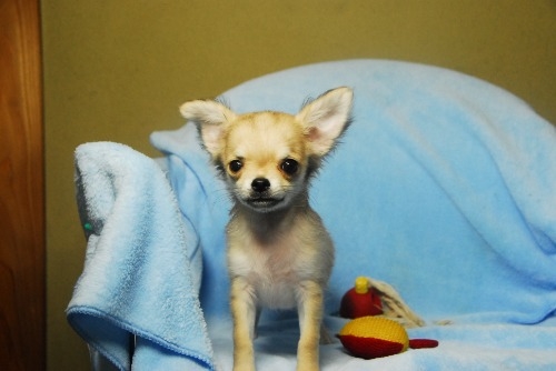 チワワ（ロング）の子犬（ID:1256711056）の5枚目の写真/更新日:2023-05-30