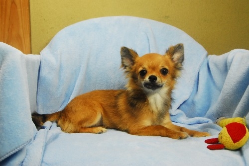 チワワ（ロング）の子犬（ID:1256711057）の1枚目の写真/更新日:2023-10-13
