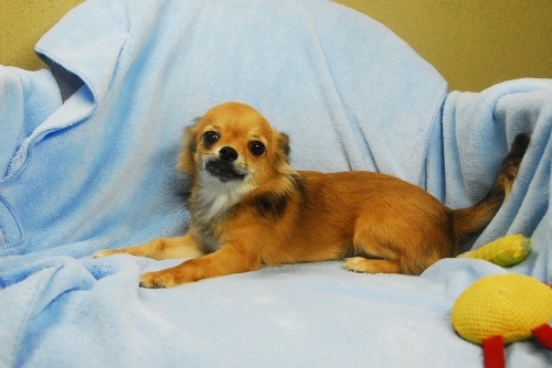チワワ（ロング）の子犬（ID:1256711057）の3枚目の写真/更新日:2023-05-30
