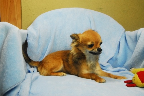 チワワ（ロング）の子犬（ID:1256711057）の4枚目の写真/更新日:2023-05-30