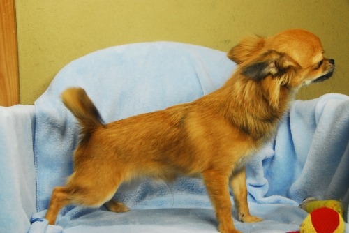 チワワ（ロング）の子犬（ID:1256711057）の5枚目の写真/更新日:2023-05-30