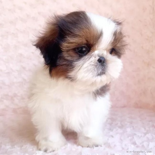 �V�[�Y�[�̎q���iID:1256811027�j��3���ڂ̎ʐ^/�X�V��:2026-01-12