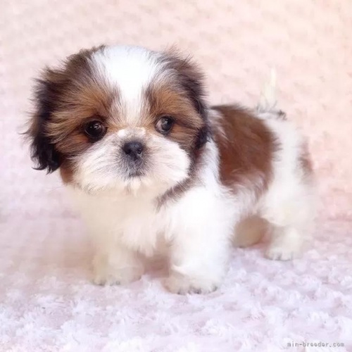 �V�[�Y�[�̎q���iID:1256811027�j��4���ڂ̎ʐ^/�X�V��:2026-01-12