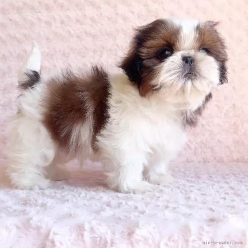 �V�[�Y�[�̎q���iID:1256811027�j��5���ڂ̎ʐ^/�X�V��:2026-01-12