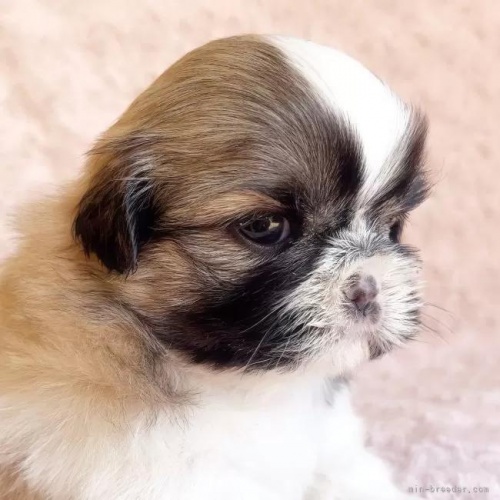 �V�[�Y�[�̎q���iID:1256811028�j��2���ڂ̎ʐ^/�X�V��:2026-01-12