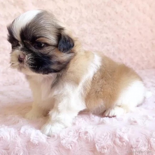 �V�[�Y�[�̎q���iID:1256811028�j��3���ڂ̎ʐ^/�X�V��:2026-01-12