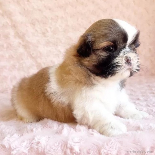 �V�[�Y�[�̎q���iID:1256811028�j��4���ڂ̎ʐ^/�X�V��:2026-01-12