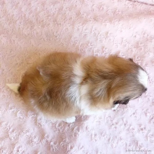 �V�[�Y�[�̎q���iID:1256811028�j��5���ڂ̎ʐ^/�X�V��:2026-01-12