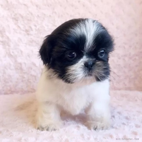 �V�[�Y�[�̎q���iID:1256811030�j��2���ڂ̎ʐ^/�X�V��:2026-01-12