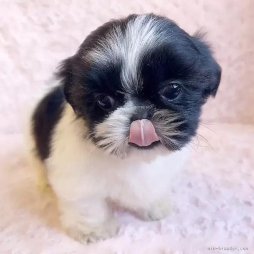 �V�[�Y�[�̎q���iID:1256811030�j��3���ڂ̎ʐ^/�X�V��:2026-01-12