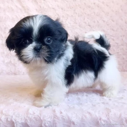 �V�[�Y�[�̎q���iID:1256811030�j��4���ڂ̎ʐ^/�X�V��:2026-01-12