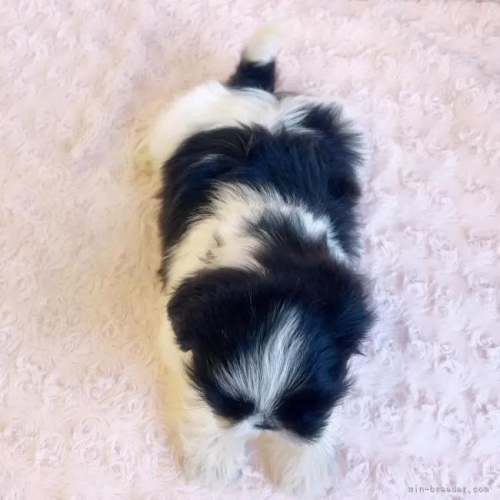 �V�[�Y�[�̎q���iID:1256811030�j��5���ڂ̎ʐ^/�X�V��:2026-01-12