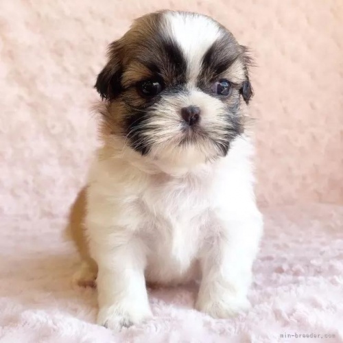 �V�[�Y�[�̎q���iID:1256811031�j��2���ڂ̎ʐ^/�X�V��:2026-01-12