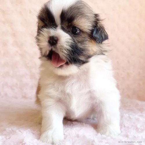 �V�[�Y�[�̎q���iID:1256811031�j��3���ڂ̎ʐ^/�X�V��:2026-01-12