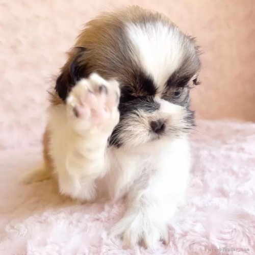 �V�[�Y�[�̎q���iID:1256811031�j��4���ڂ̎ʐ^/�X�V��:2026-01-12