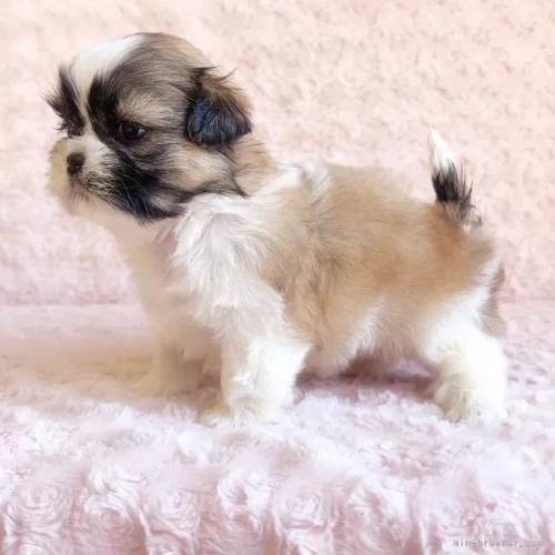 �V�[�Y�[�̎q���iID:1256811031�j��5���ڂ̎ʐ^/�X�V��:2026-01-12