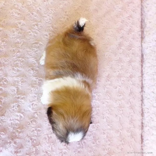 �V�[�Y�[�̎q���iID:1256811031�j��6���ڂ̎ʐ^/�X�V��:2026-01-12