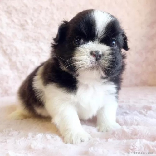 �V�[�Y�[�̎q���iID:1256811035�j��2���ڂ̎ʐ^/�X�V��:2026-01-12