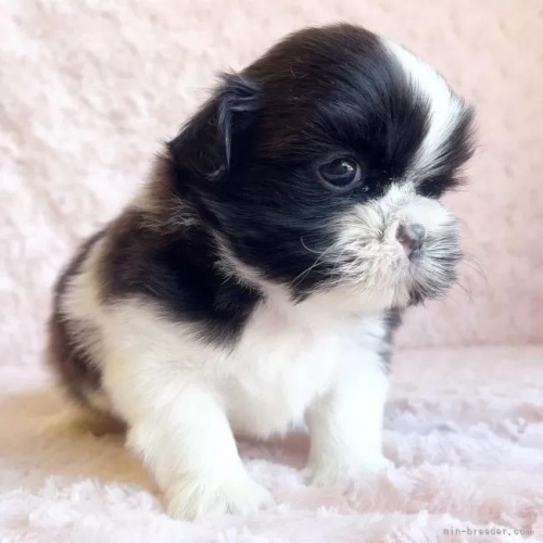 �V�[�Y�[�̎q���iID:1256811035�j��3���ڂ̎ʐ^/�X�V��:2026-01-12