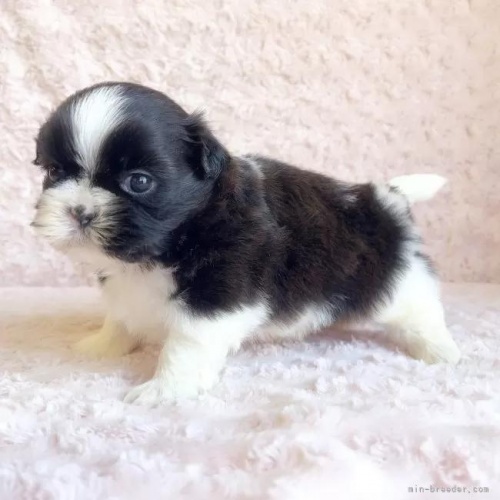 �V�[�Y�[�̎q���iID:1256811035�j��4���ڂ̎ʐ^/�X�V��:2026-01-12