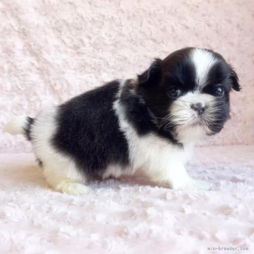 �V�[�Y�[�̎q���iID:1256811035�j��5���ڂ̎ʐ^/�X�V��:2026-01-12