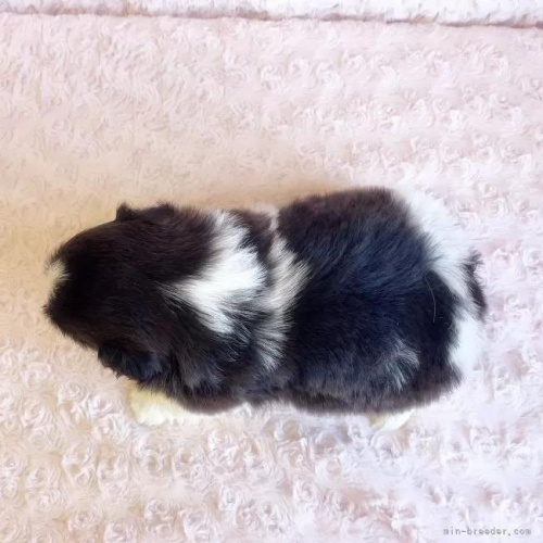 �V�[�Y�[�̎q���iID:1256811035�j��6���ڂ̎ʐ^/�X�V��:2026-01-12