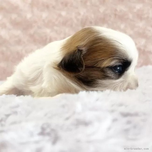 �V�[�Y�[�̎q���iID:1256811036�j��2���ڂ̎ʐ^/�X�V��:2026-01-12