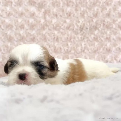 �V�[�Y�[�̎q���iID:1256811036�j��3���ڂ̎ʐ^/�X�V��:2026-01-12