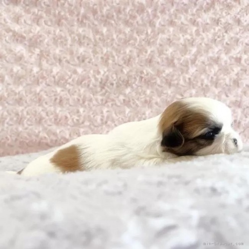 �V�[�Y�[�̎q���iID:1256811036�j��4���ڂ̎ʐ^/�X�V��:2026-01-12