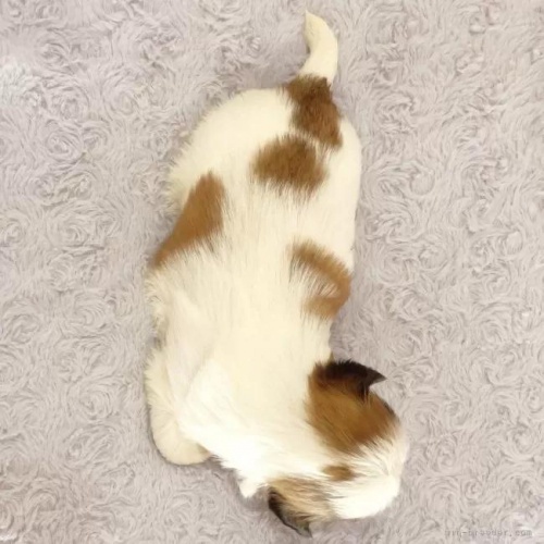 �V�[�Y�[�̎q���iID:1256811036�j��5���ڂ̎ʐ^/�X�V��:2026-01-12