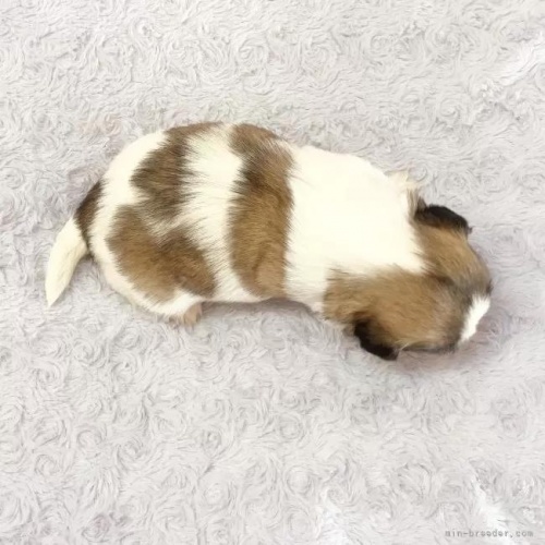 �V�[�Y�[�̎q���iID:1256811042�j��5���ڂ̎ʐ^/�X�V��:2026-01-12