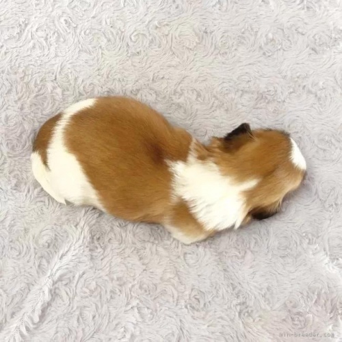 �V�[�Y�[�̎q���iID:1256811044�j��5���ڂ̎ʐ^/�X�V��:2026-01-12