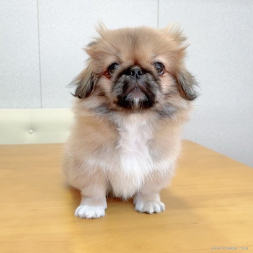 ペキニーズの子犬（ID:1256811135）の1枚目の写真/更新日:2023-01-19