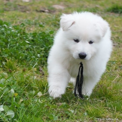 ホワイト・シェパードのブリーダー 柳田洋子ブリーダー 岐阜県 子犬(ID 11003)ページ