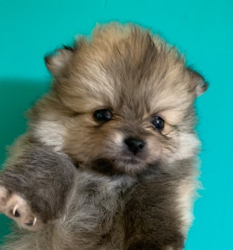 ポメラニアンの子犬（ID:1257411271）の1枚目の写真/更新日:2022-04-10