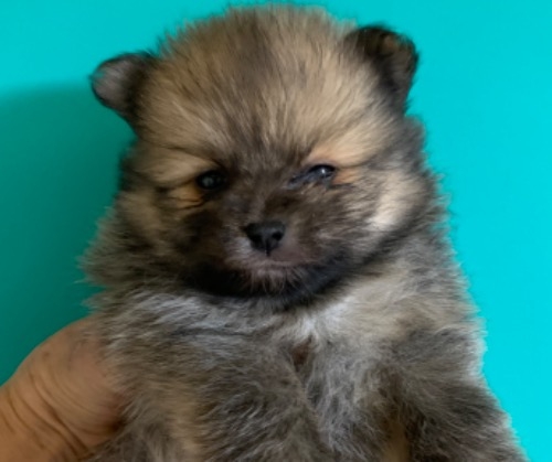 ポメラニアンの子犬（ID:1257411272）の1枚目の写真/更新日:2022-04-10