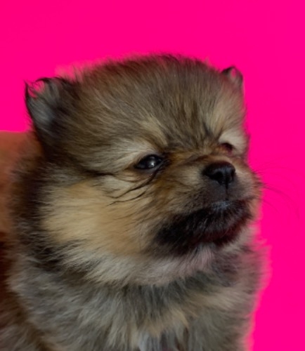 ポメラニアンの子犬（ID:1257411273）の1枚目の写真/更新日:2022-04-10