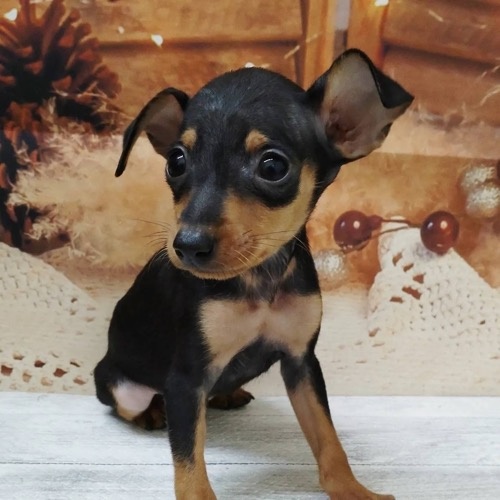ミニチュアピンシャーの子犬（ID:1257411287）の1枚目の写真/更新日:2022-09-25