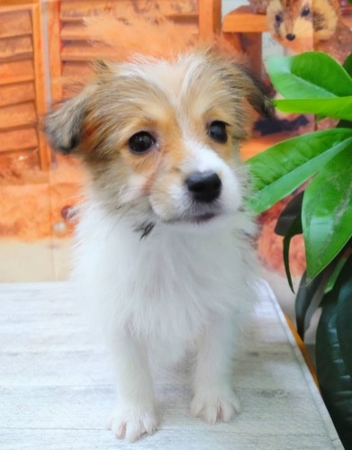 ジャックラッセルテリアの子犬（ID:1257411292）の1枚目の写真/更新日:2022-09-24
