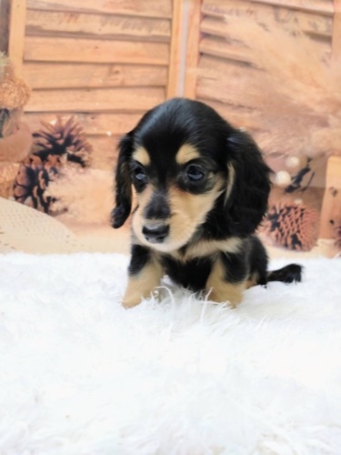 ミニチュアダックスフンド（ロング）の子犬（ID:1257411294）の1枚目の写真/更新日:2022-09-25