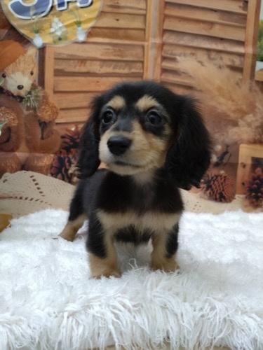ミニチュアダックスフンド（ロング）の子犬（ID:1257411295）の1枚目の写真/更新日:2022-09-16