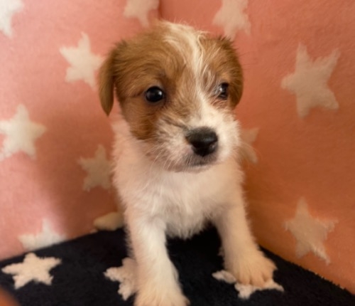 ジャックラッセルテリアの子犬（ID:1257411303）の1枚目の写真/更新日:2022-12-02