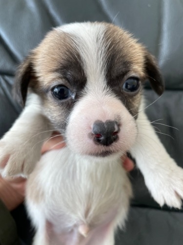 ジャックラッセルテリアの子犬（ID:1257411325）の1枚目の写真/更新日:2023-02-01