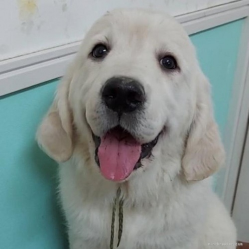 ゴールデンレトリバーの子犬（ID:1257511002）の1枚目の写真/更新日:2022-05-09