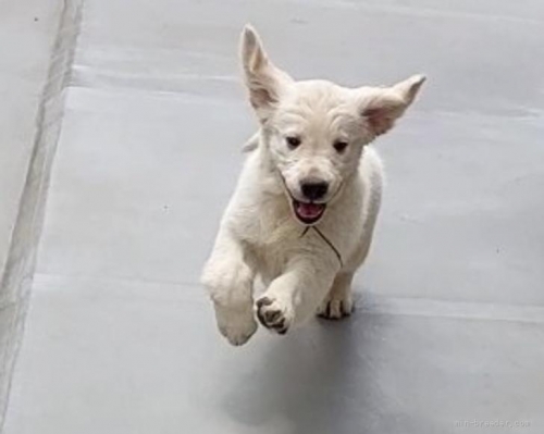 ゴールデンレトリバーの子犬（ID:1257511002）の2枚目の写真/更新日:2022-05-09