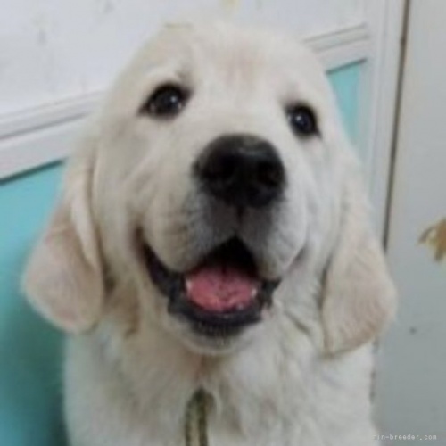 ゴールデンレトリバーの子犬（ID:1257511012）の1枚目の写真/更新日:2023-05-24