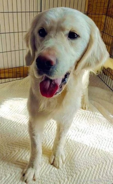 ゴールデンレトリバーの子犬（ID:1257511012）の3枚目の写真/更新日:2023-03-08