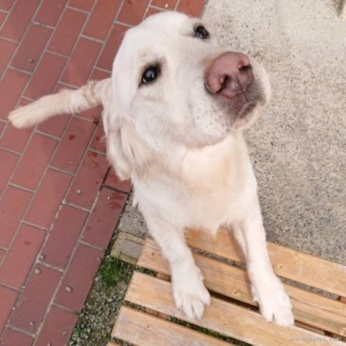 ゴールデンレトリバーの子犬（ID:1257511013）の1枚目の写真/更新日:2023-03-14