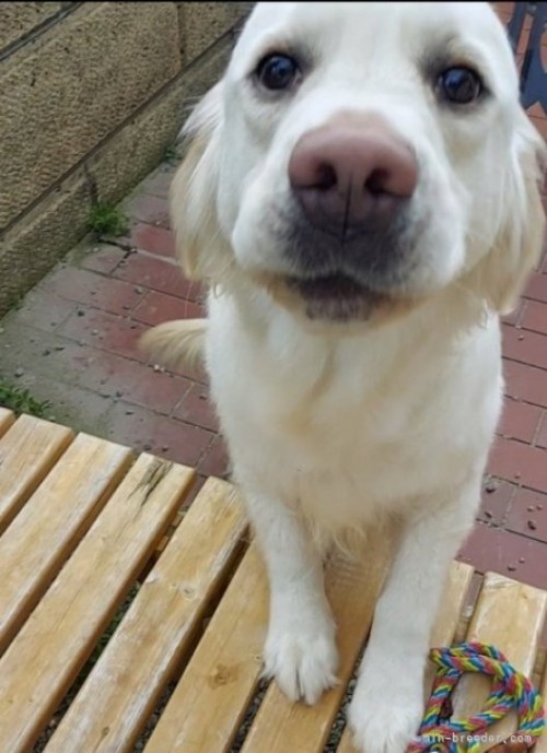 ゴールデンレトリバーの子犬（ID:1257511013）の4枚目の写真/更新日:2023-03-14